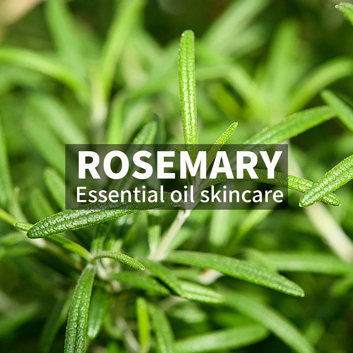 Rosemary Essential Oil Facial Cleanser Mousse Refreshing and Oil Controlling Soft Silicone Brush Head Deeply Cleans Facial Skin