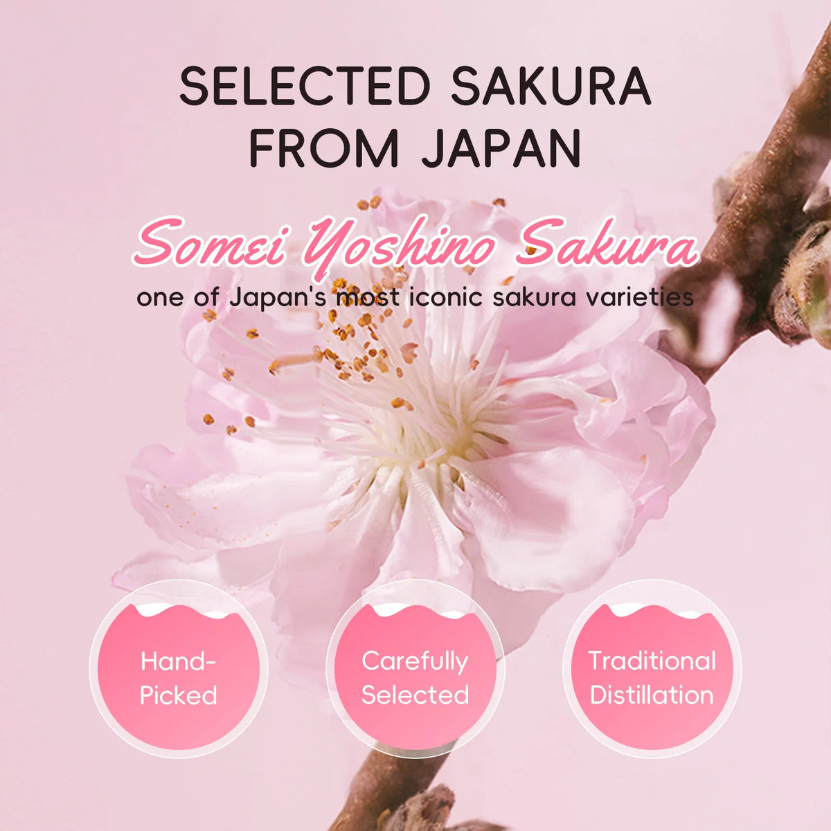 Japanese Sakura Hydrosol Facial Toner 100ml Hydrating Brightening Soothing Face Mist For Uneven Dull Skin Pore Minimizing